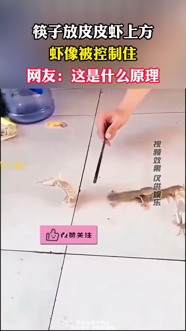 筷子放在皮皮虾上方,皮皮虾像被控制住一样,网友:这是什么原理
