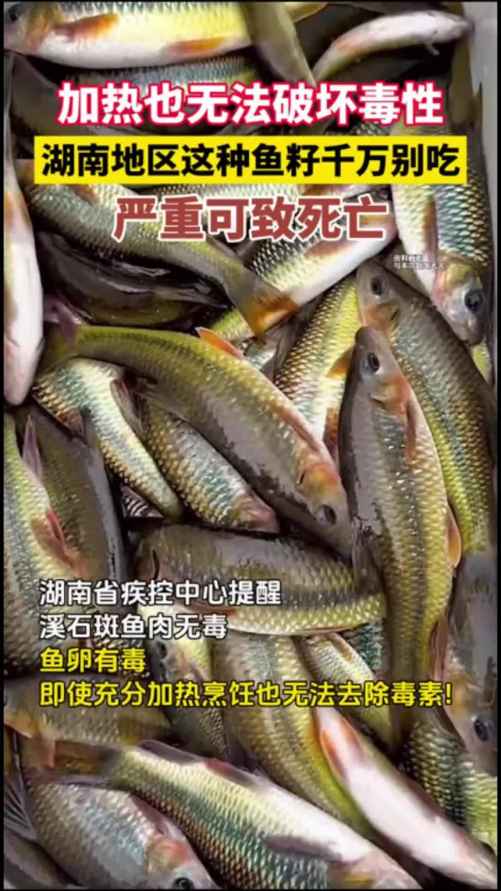 健康：这种鱼不能乱吃！湖南多地上报食用溪石斑鱼卵中毒事件