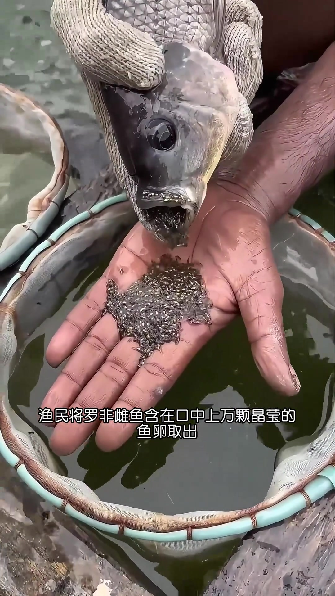 罗非鱼也叫非洲鲫鱼，雌鱼具有独特的口孵行为！