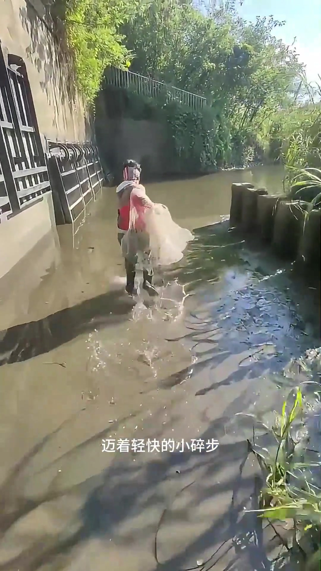 男人用手抛网，捕获大量的罗非鱼！