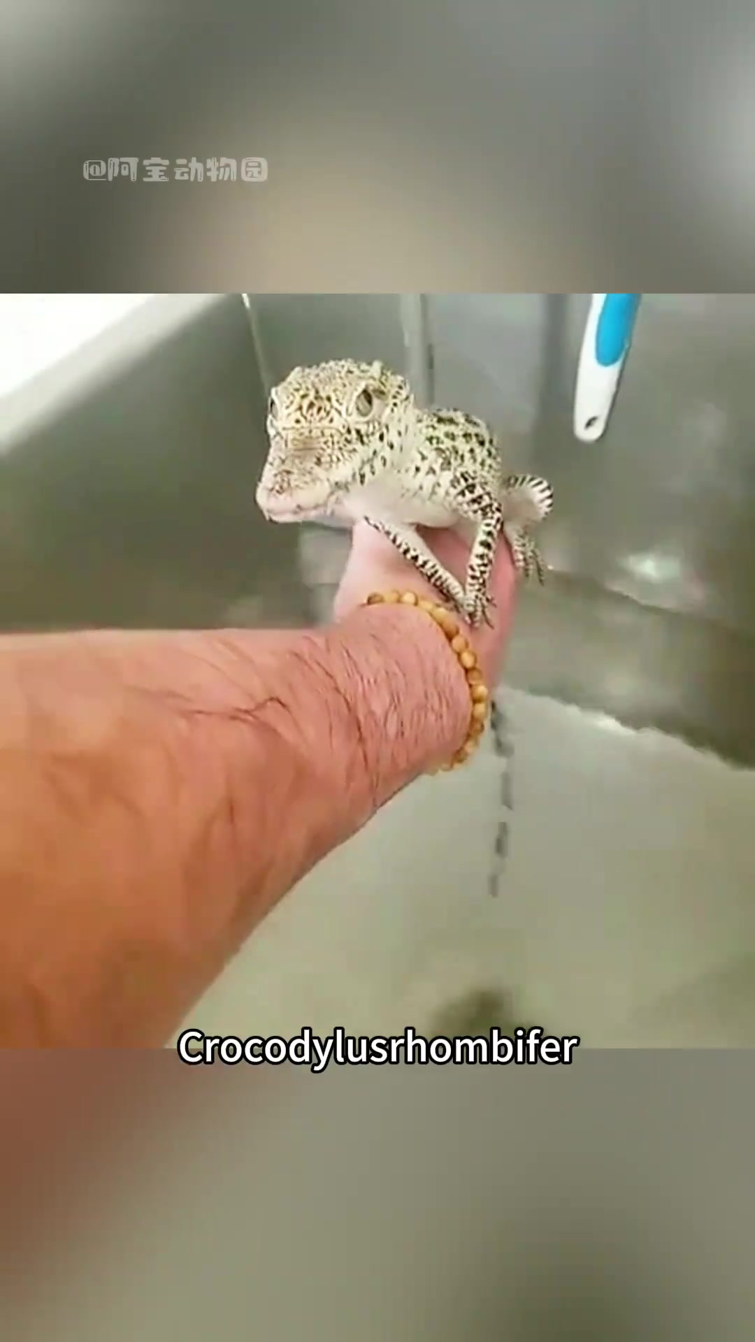 古巴鳄一种走路像小狗的鳄鱼!