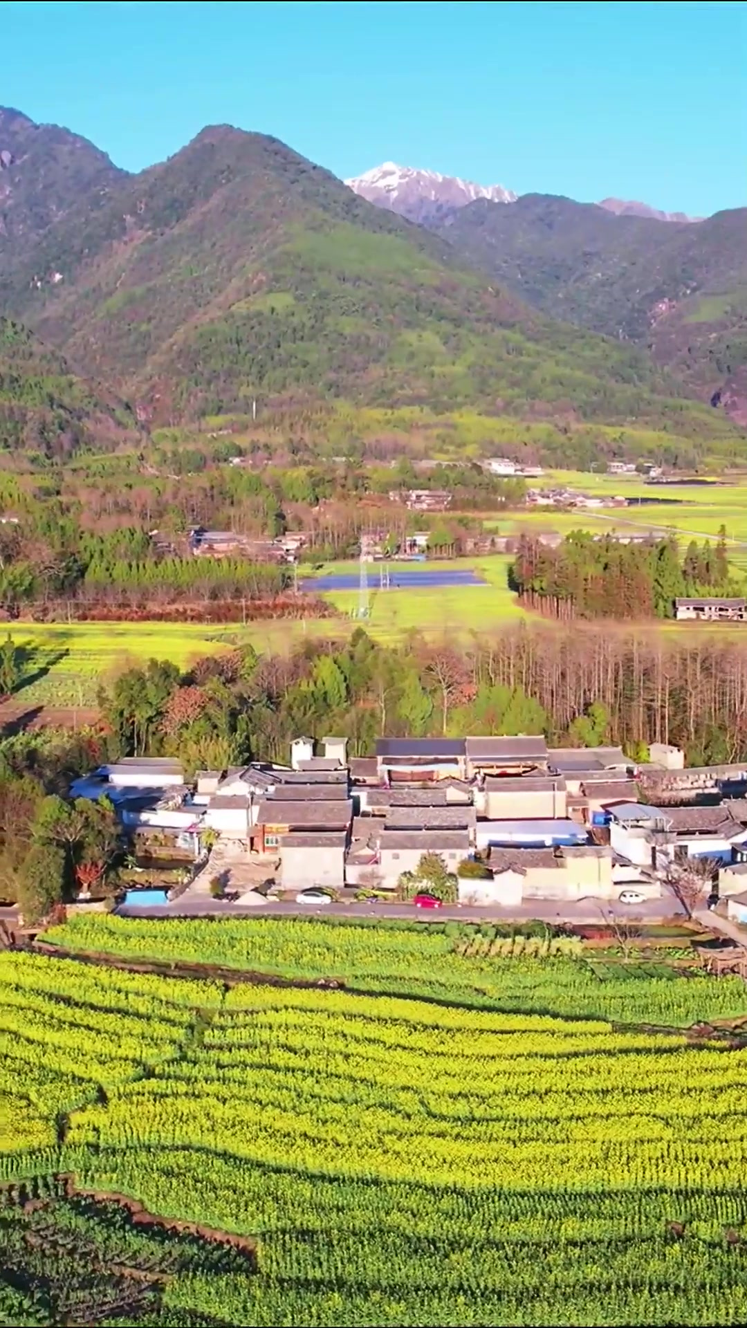 夏日旅行,高黎贡山下,腾冲界头15万亩油菜花花海争相开放,你
