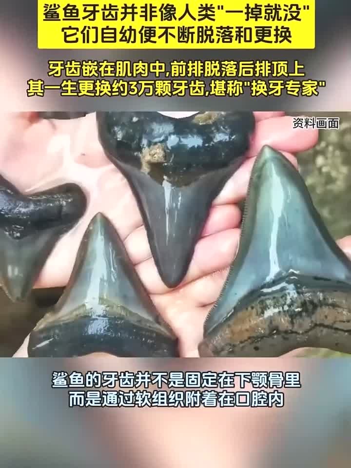 称霸海洋4亿年,终身“以牙还牙”!鲨鱼的牙齿究竟有什么秘密?