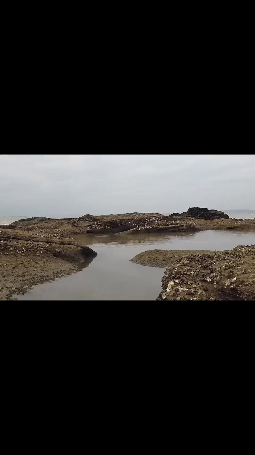 小囿抽干大水坑找货，没想到搁浅着一条鲨鱼，好久没有抓到大货了