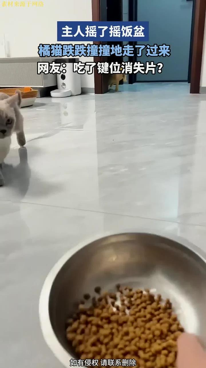 主人摇了摇饭盆,橘猫跌跌撞撞地走了过来,“吃了键位消失片”