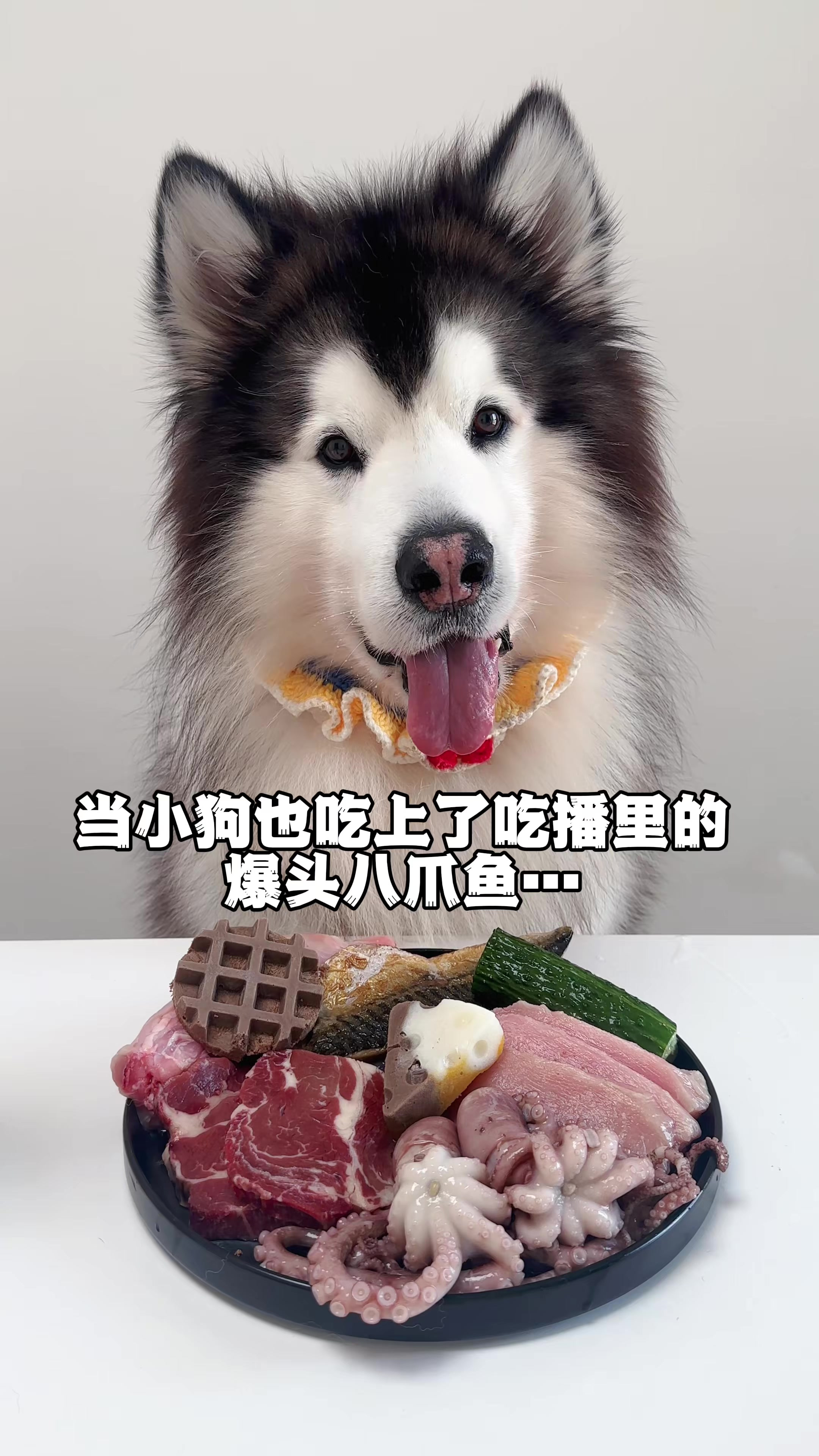小狗也是吃上了爆头八爪鱼……