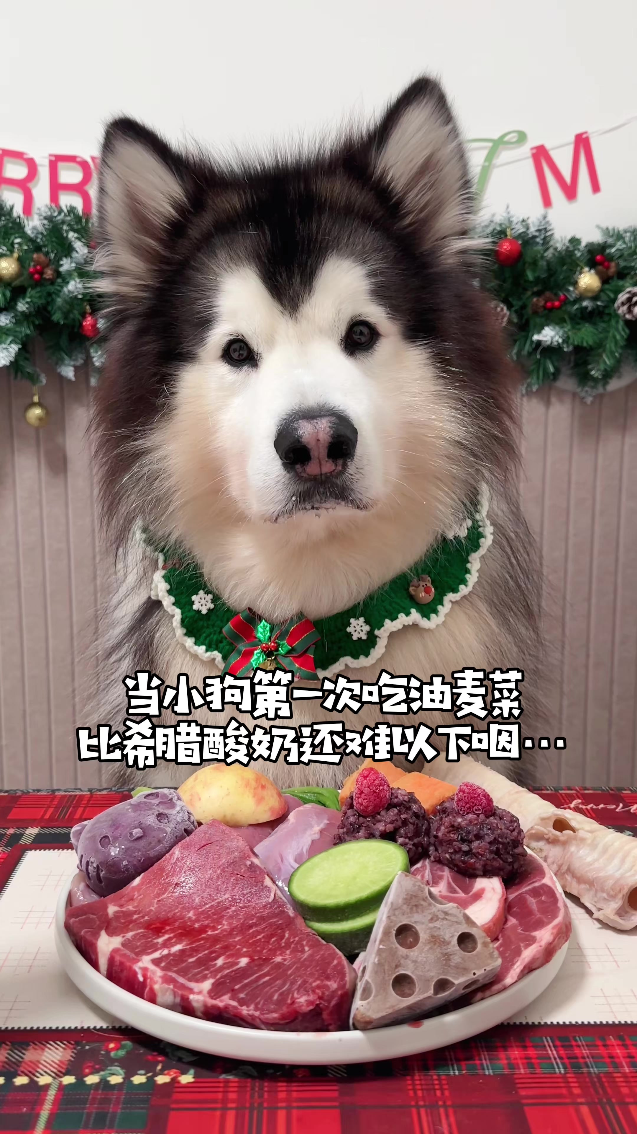 当小狗第一次吃油麦菜比希腊酸奶还难以下咽……