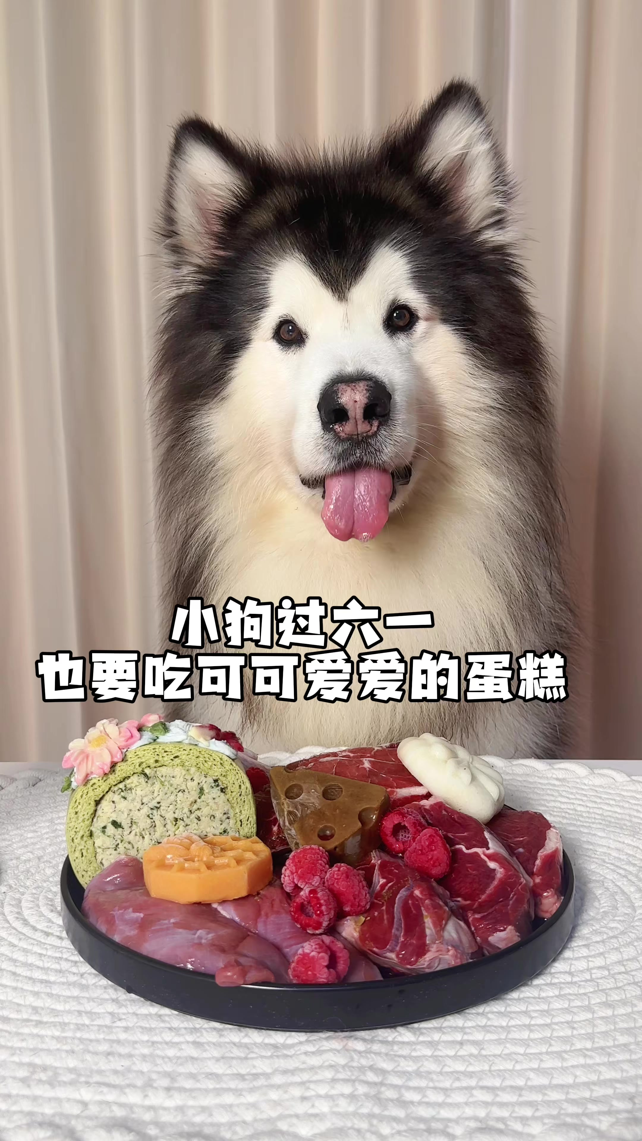 小狗过六一儿童节也要吃块小蛋糕～