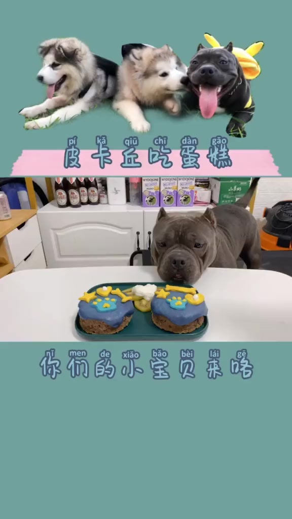 暴躁姐姐吃蛋糕