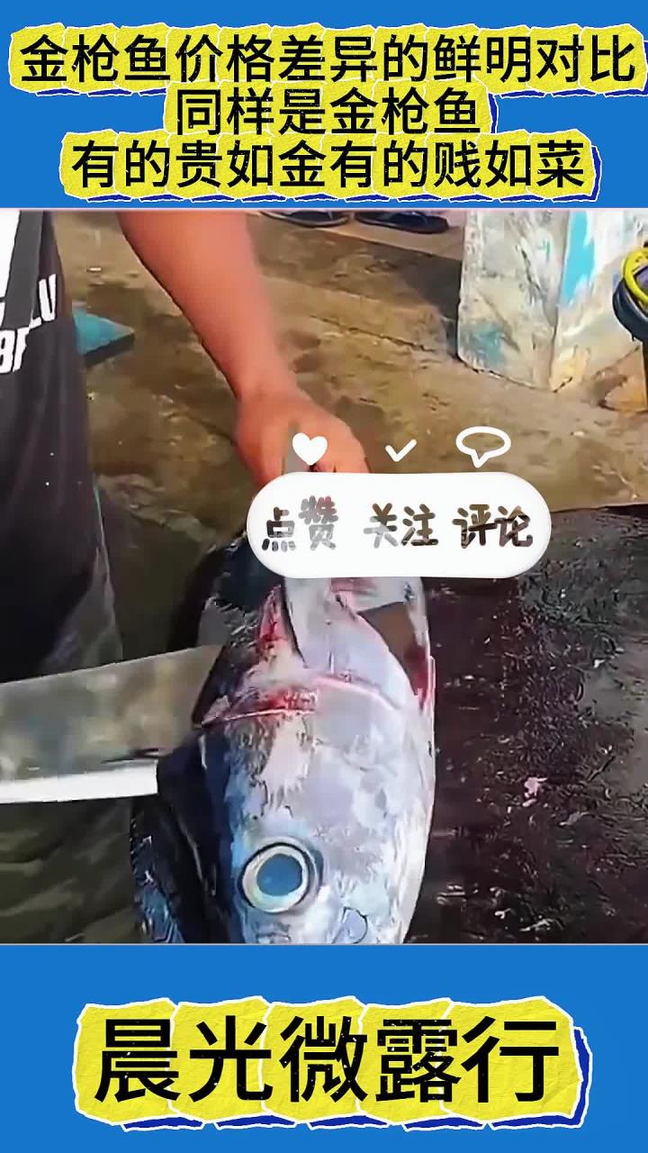 金枪鱼价格差异的鲜明对比:同样是金枪鱼,有的贵如金有的贱如菜