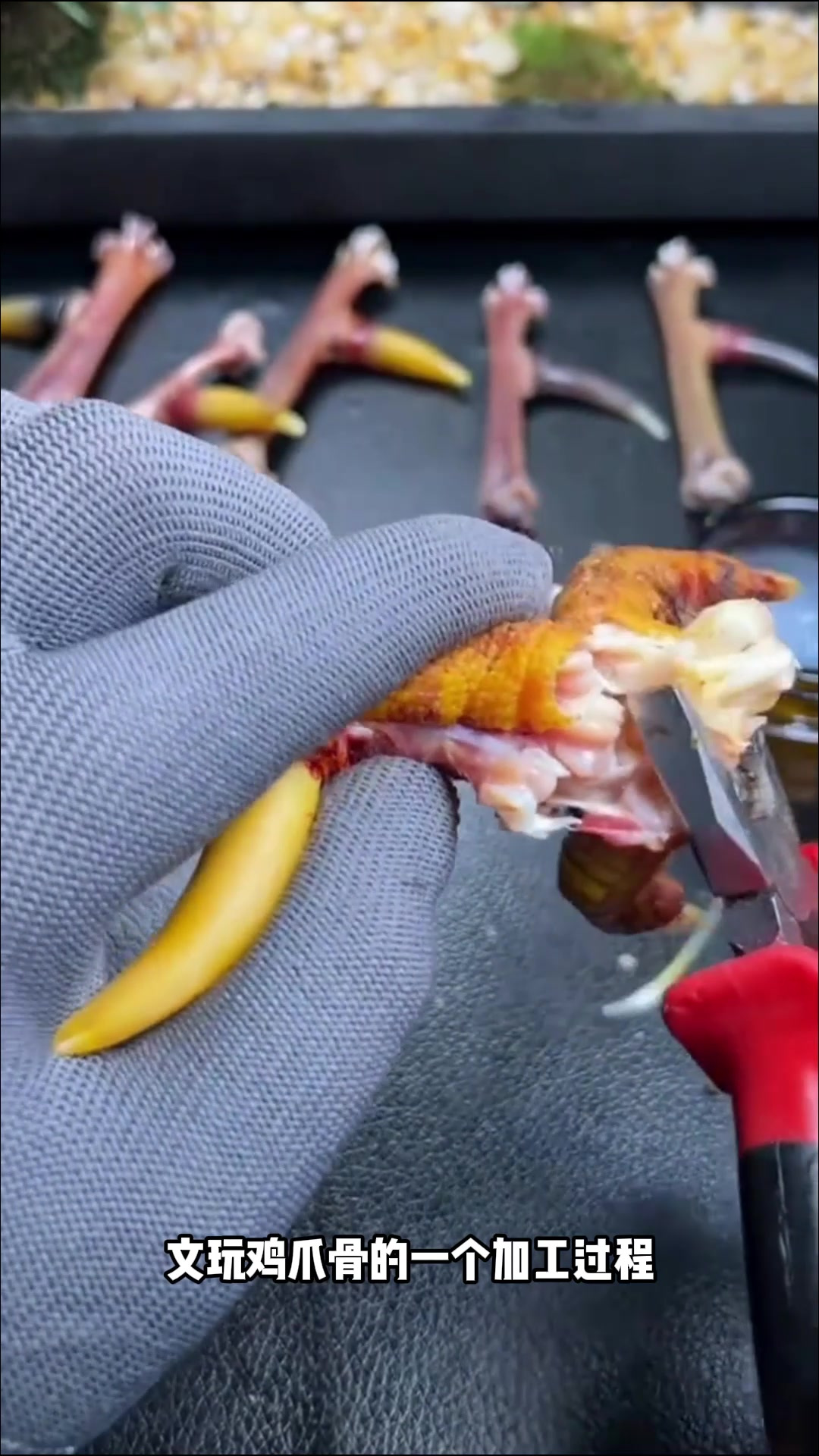文玩收藏:文玩鸡爪骨怎么处理