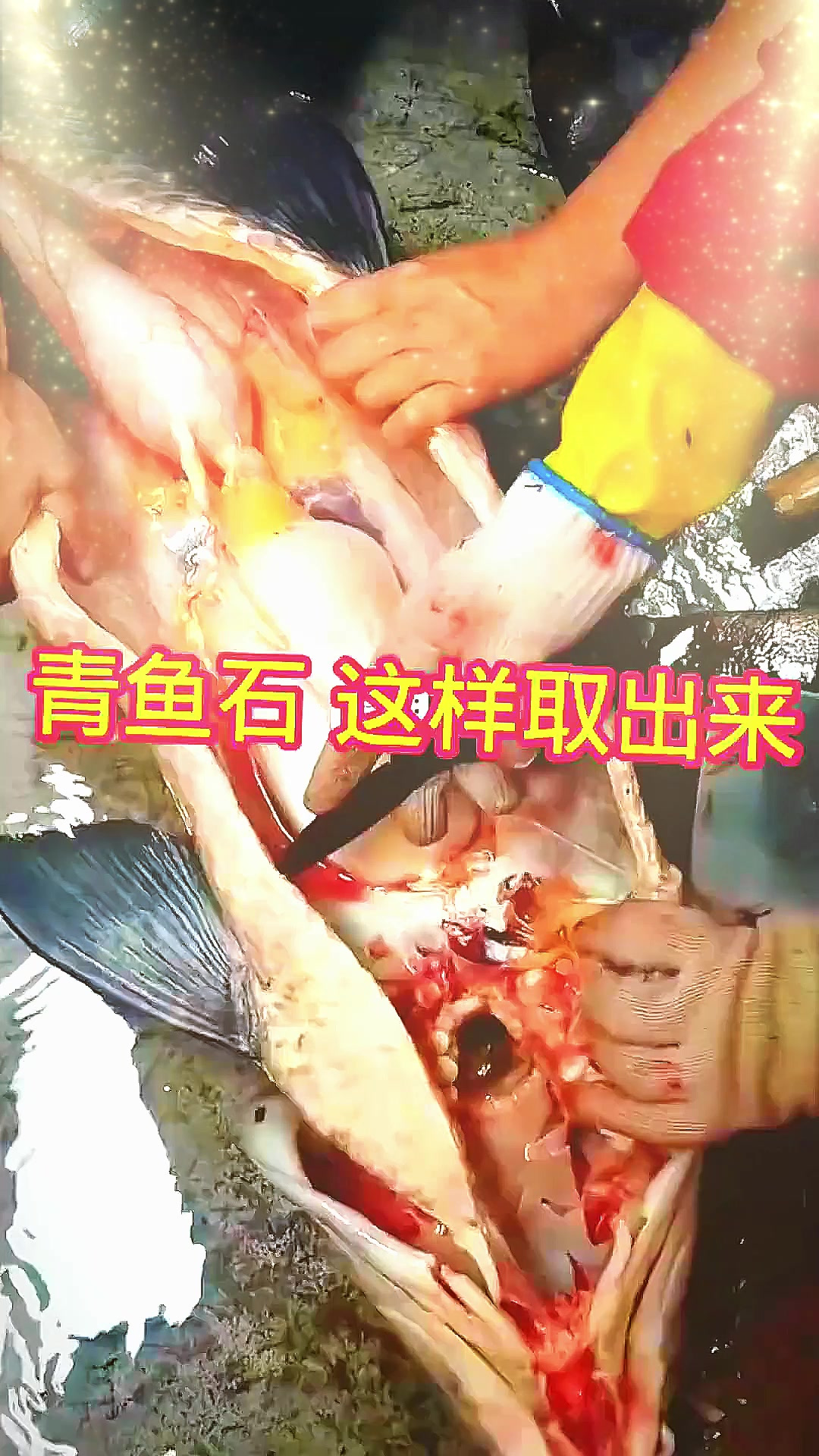 在大青鱼的脑袋里藏着一块宝石!人们叫它活玉!