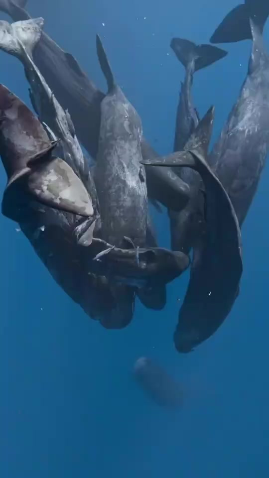 一群鲸鱼不知什么原因，竟然正相互之间，紧紧的聚集在了一起