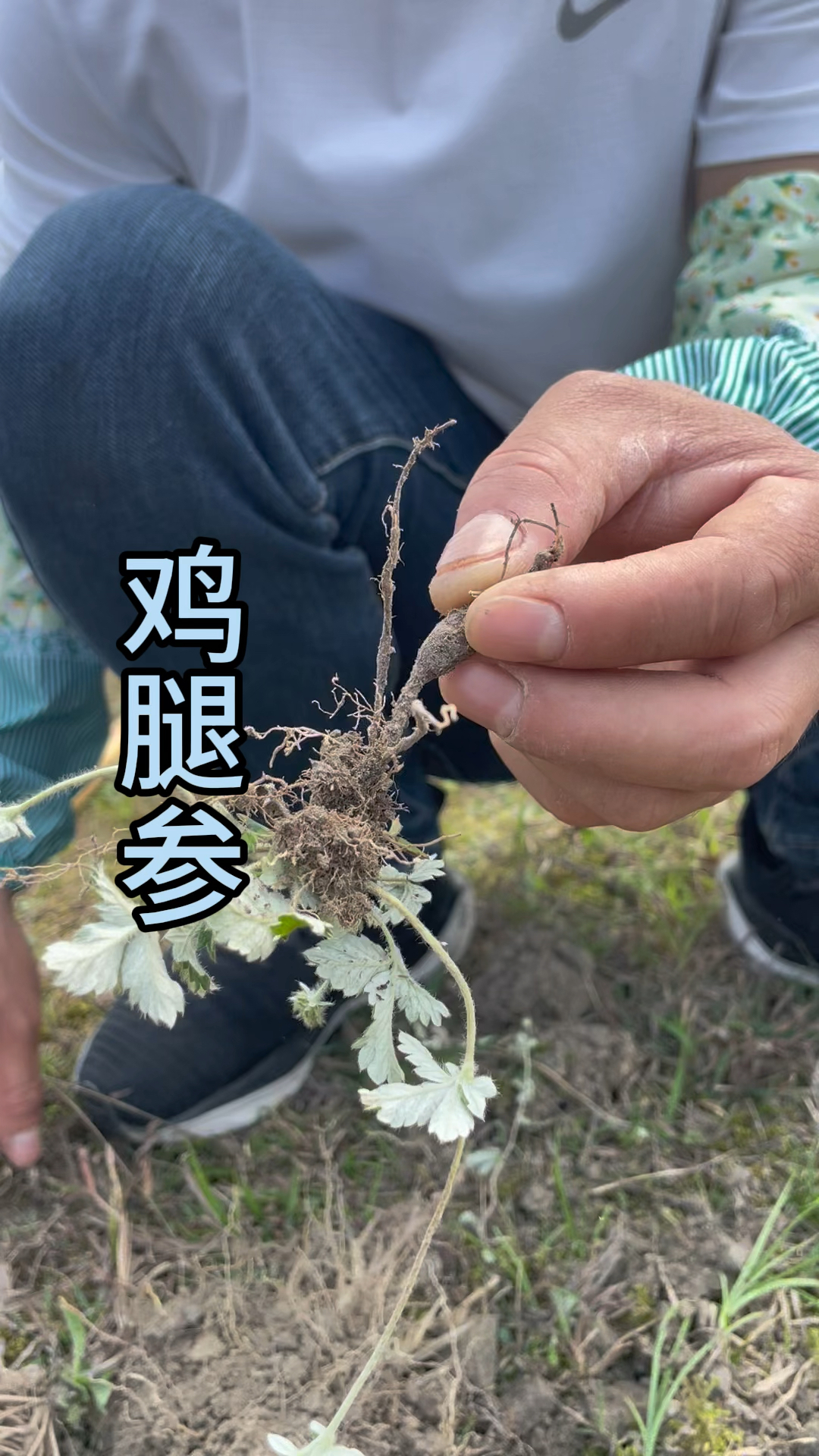 三农,农村生活,鸡腿参别名翻白草