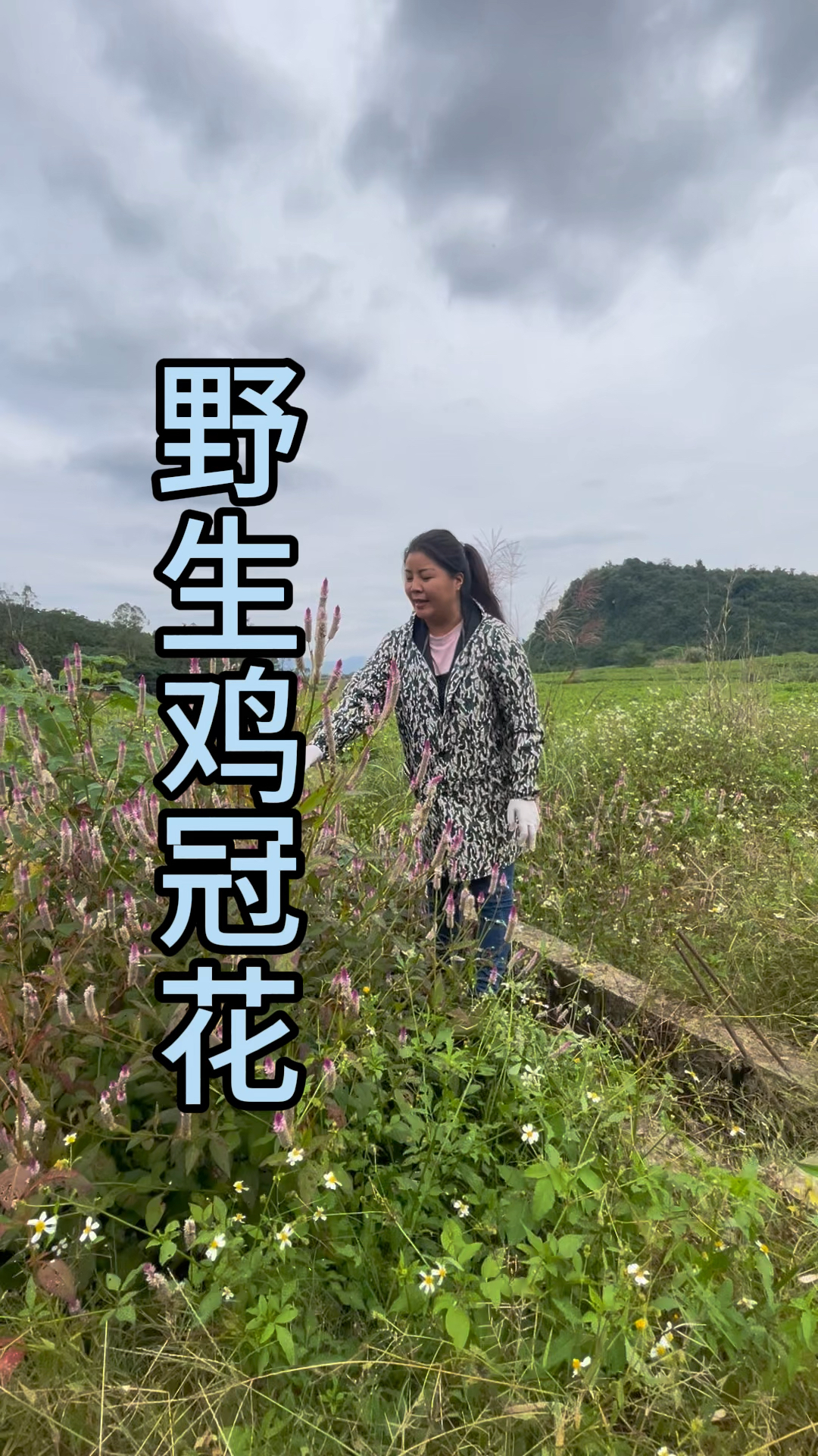 三农,农村生活,野生鸡冠花
