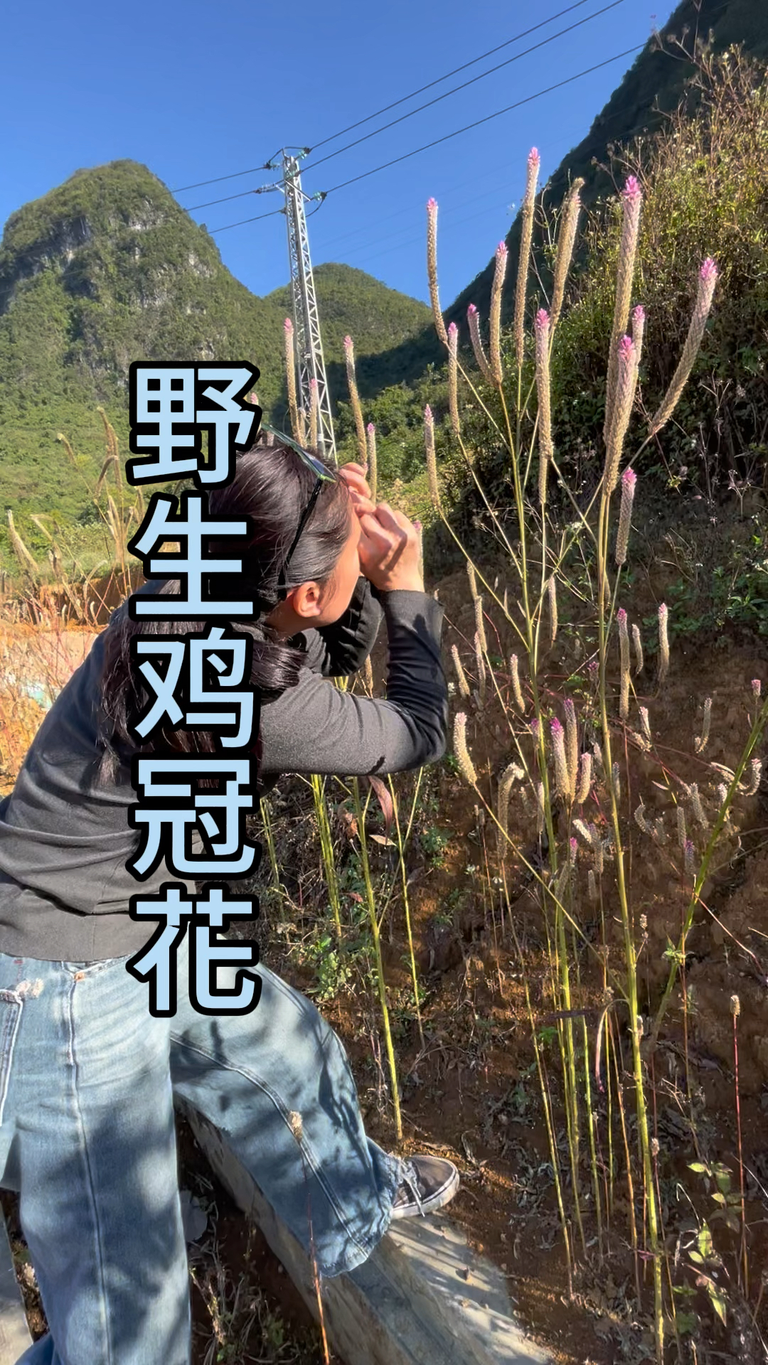三农,农村生活,野生鸡冠花