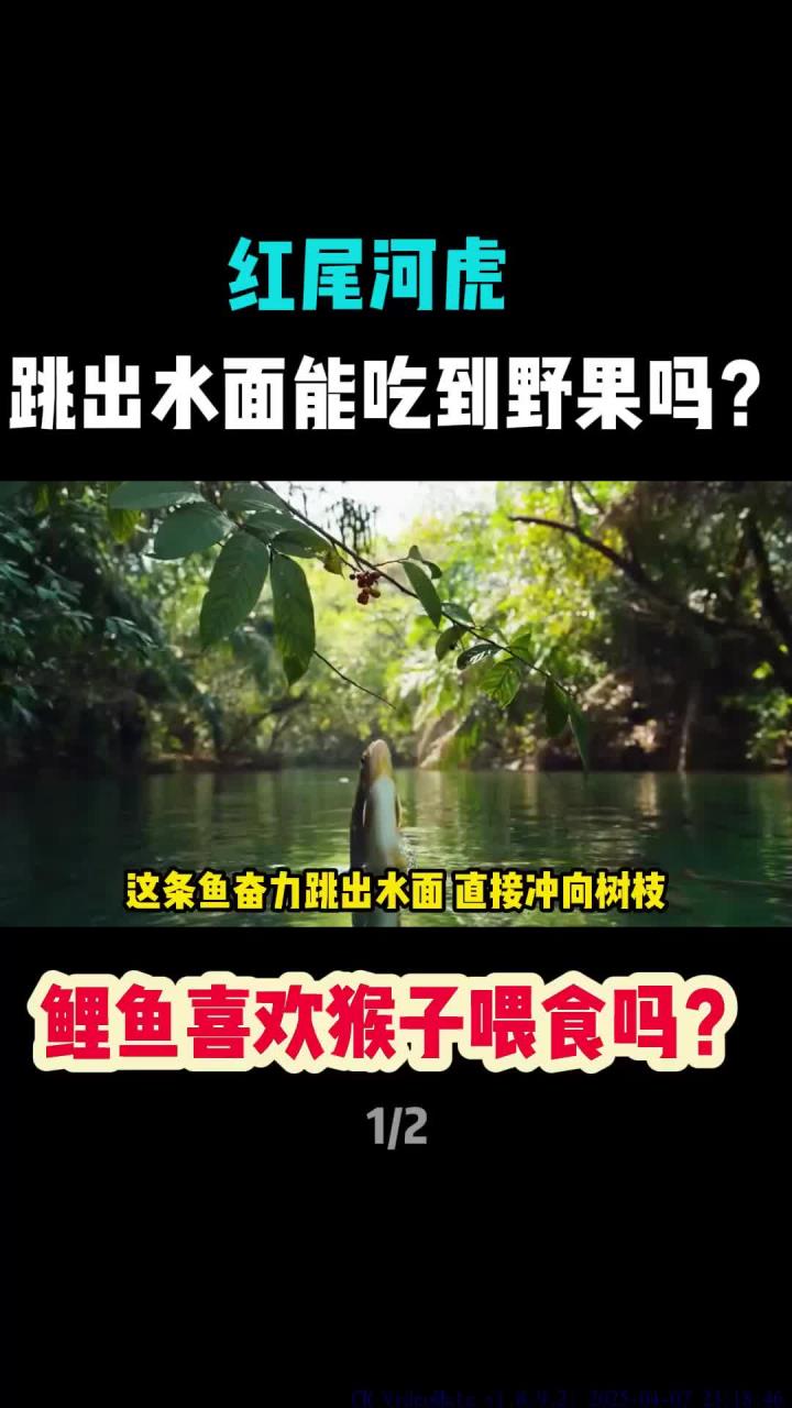 鲤鱼抢果跃出水面,猴子目瞪口呆!