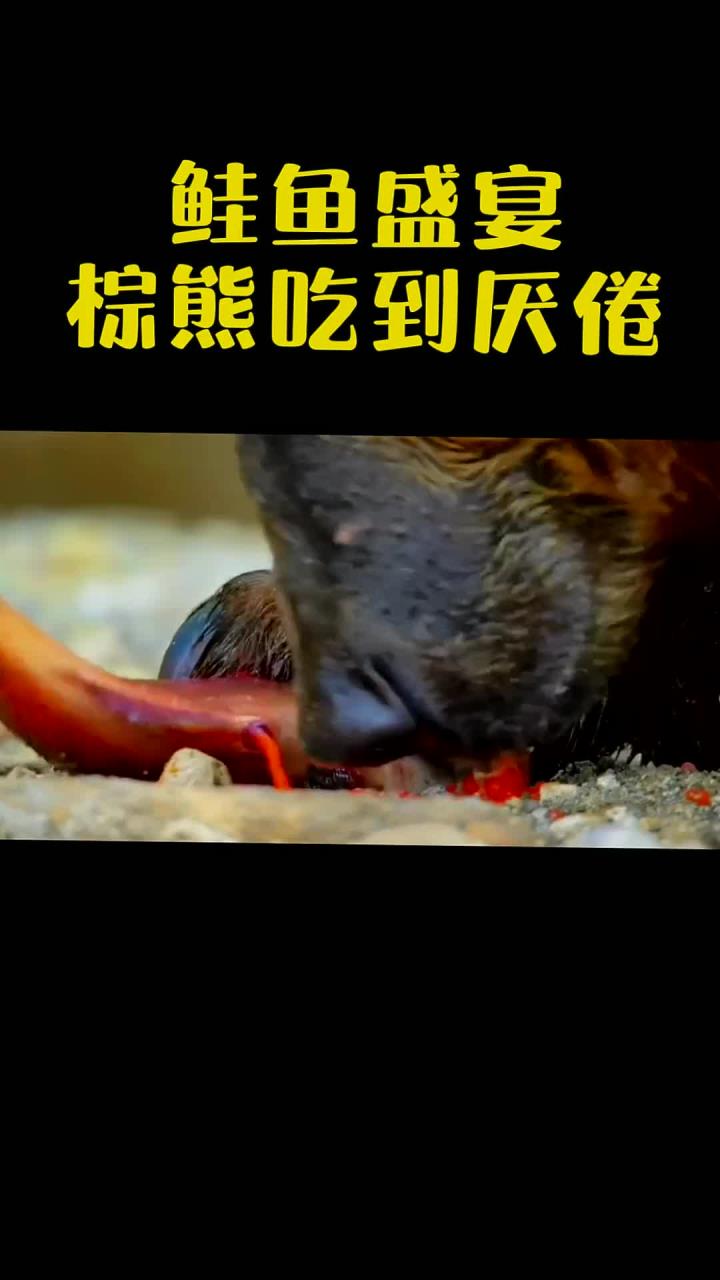 大棕熊吃鲑鱼,口口爆汁流油!