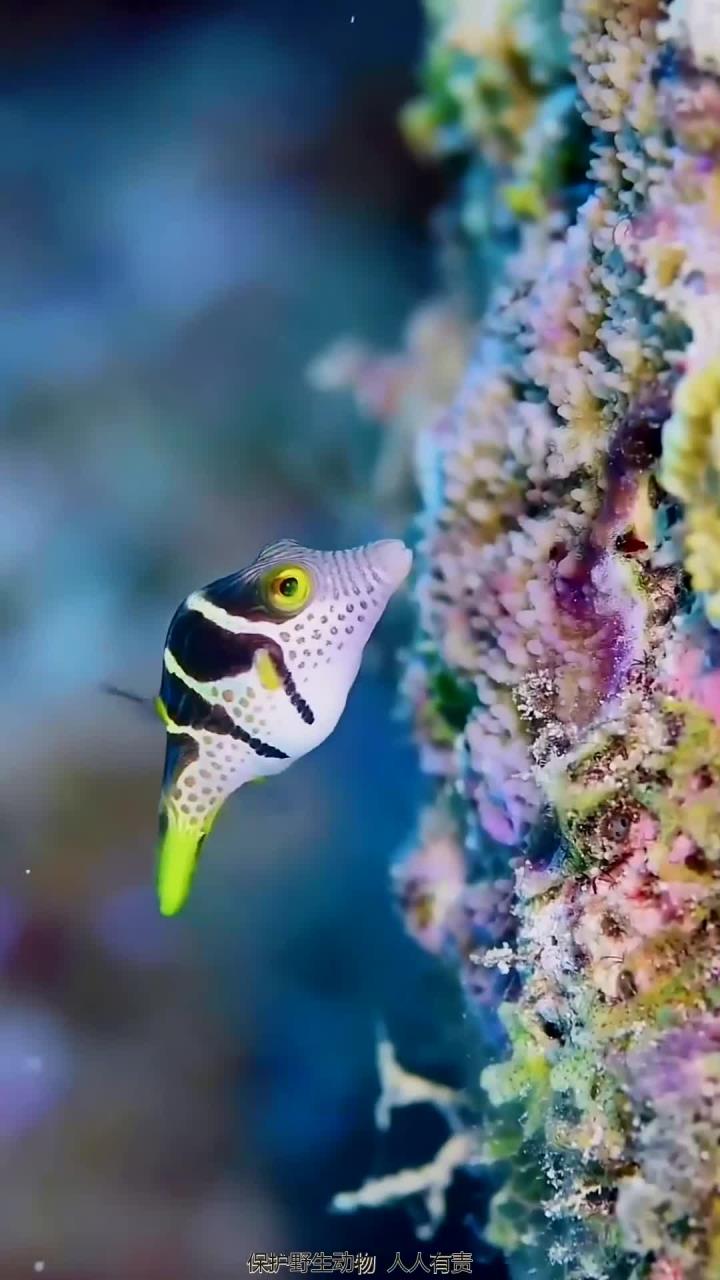 五彩鱼儿在海洋中畅游