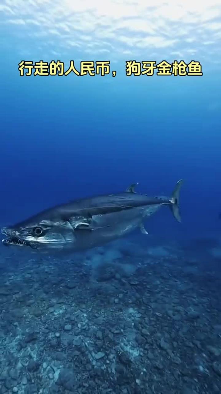 保护海洋,禁止过度捕捞锋利牙齿的狗牙金枪鱼