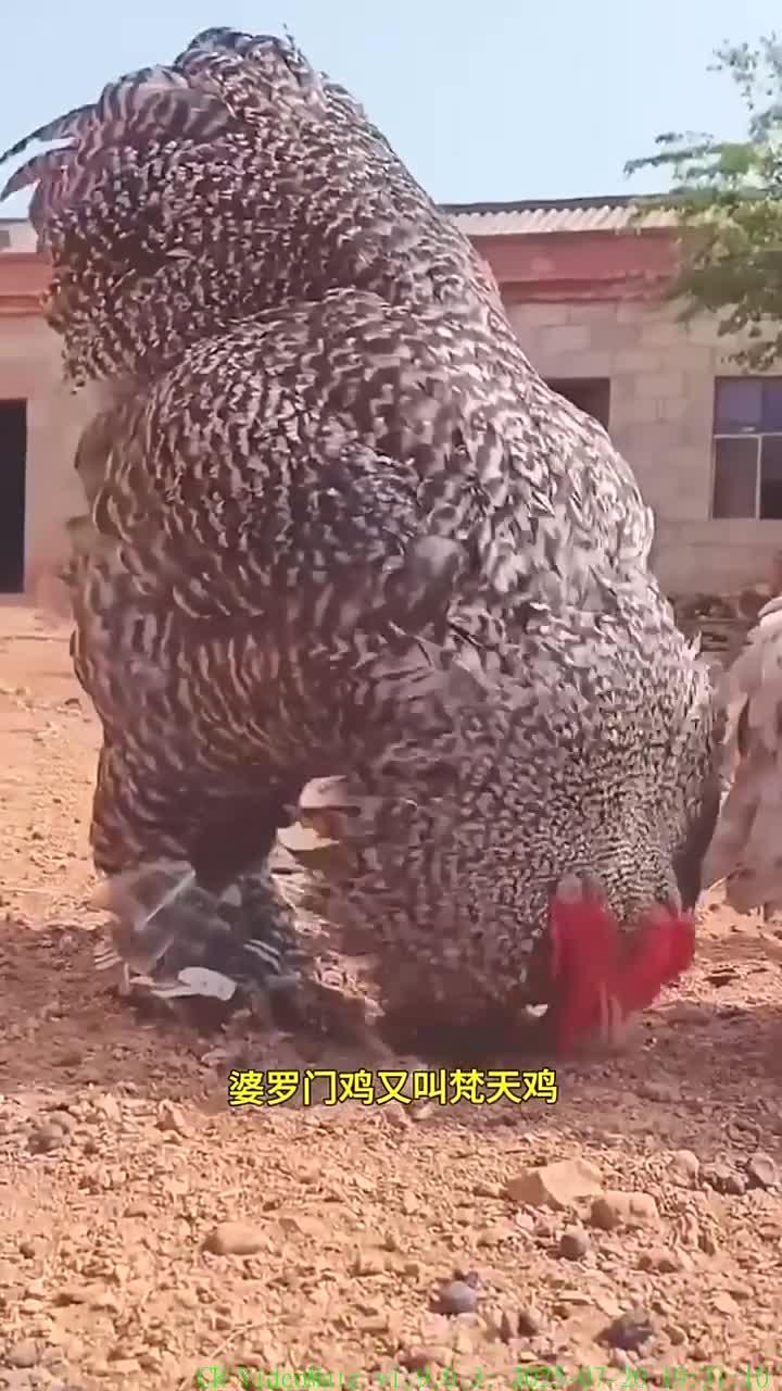 世界上最大的鸡，一只能卖好几万