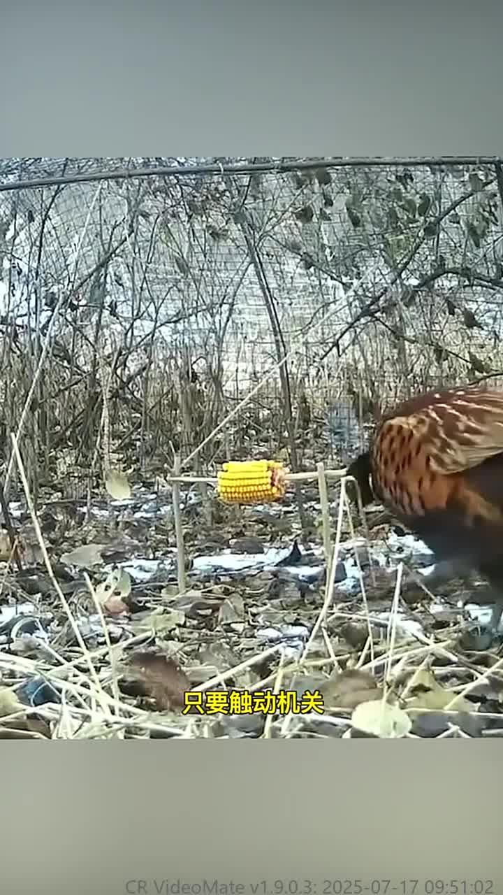 男子自制抓野鸡神器,轻松捕获一只野鸡