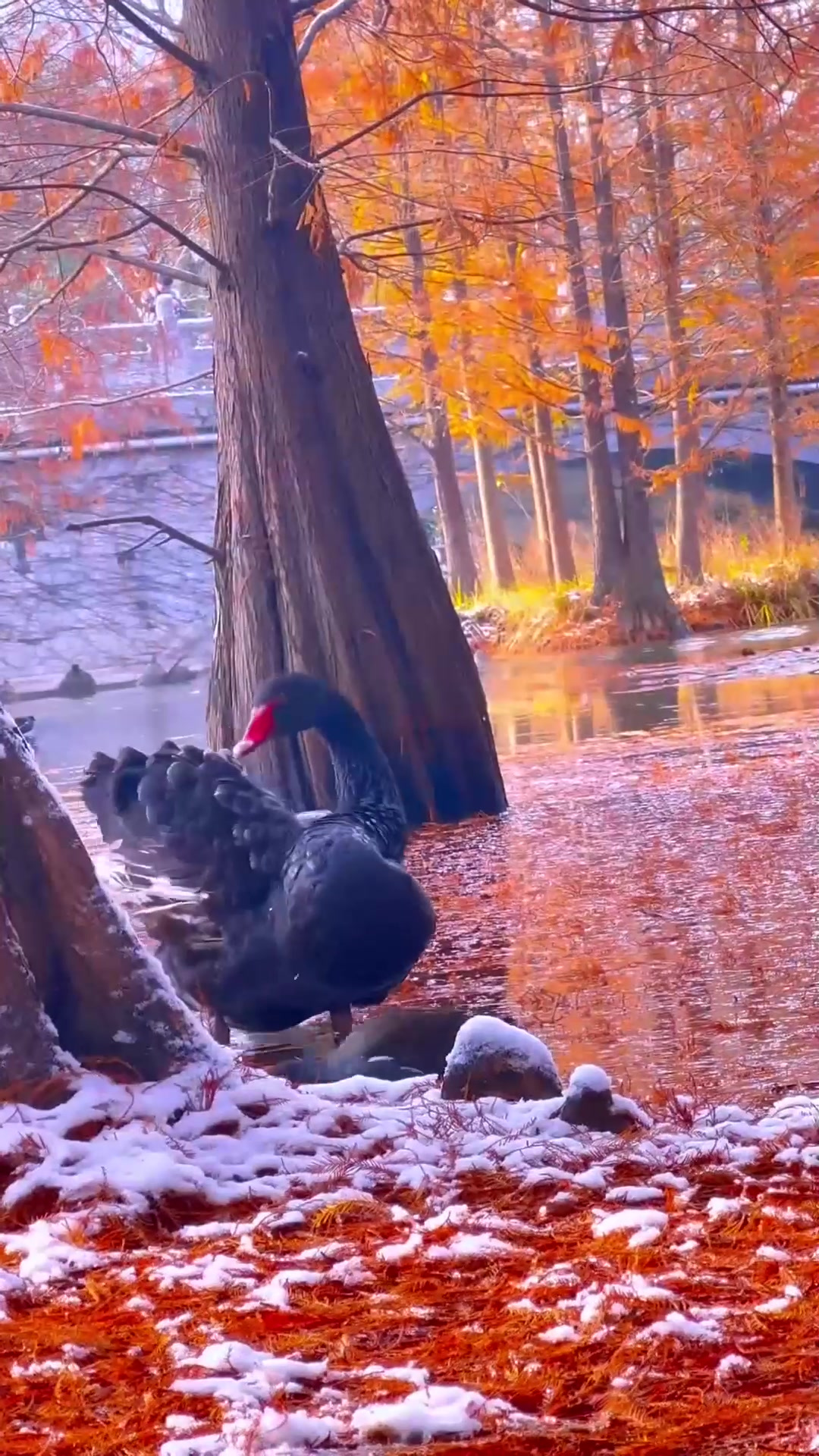 秋季出游,燕雀湖之美黑天鹅