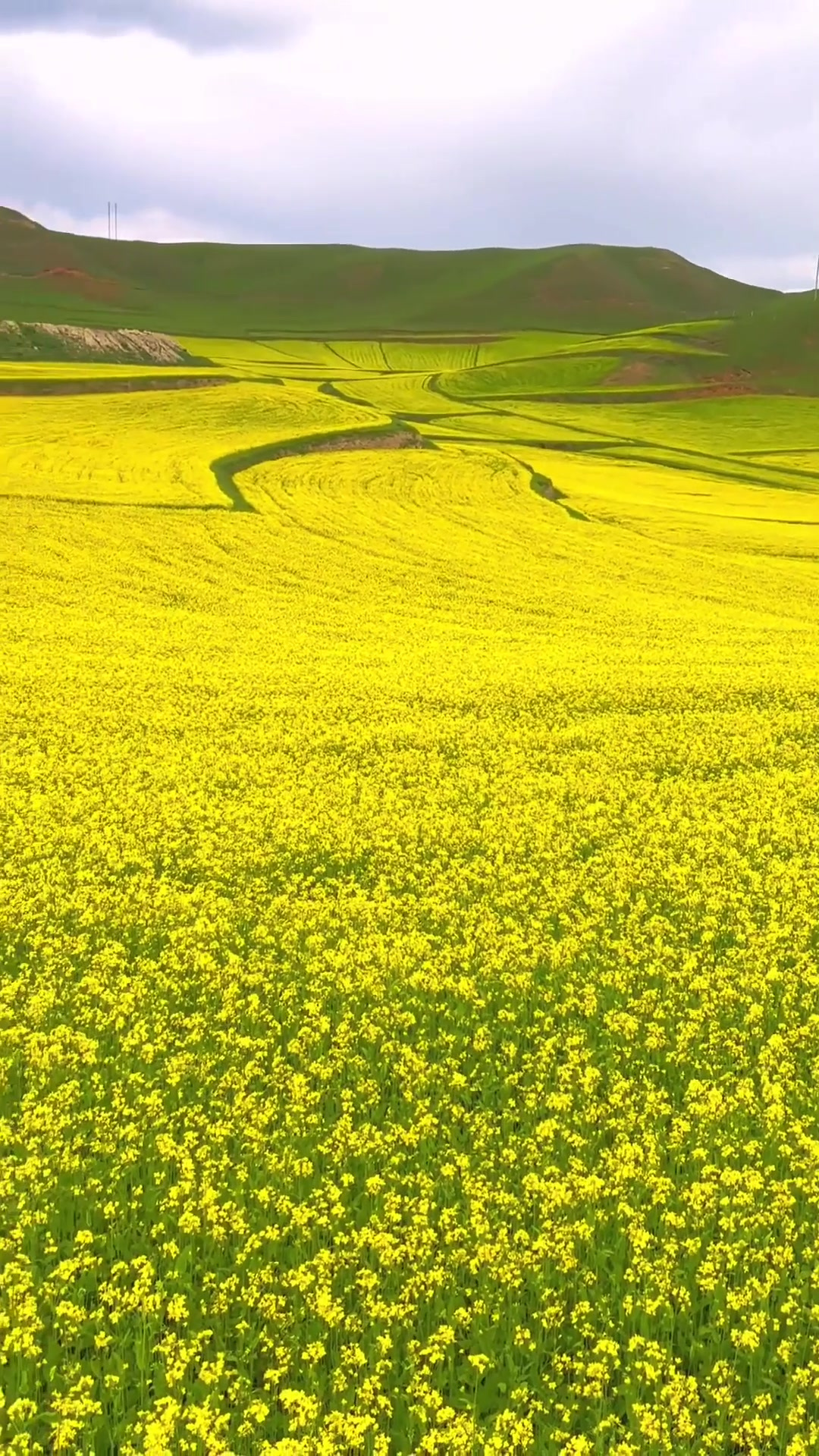 秋季旅行,高原油菜花海!旅游推荐