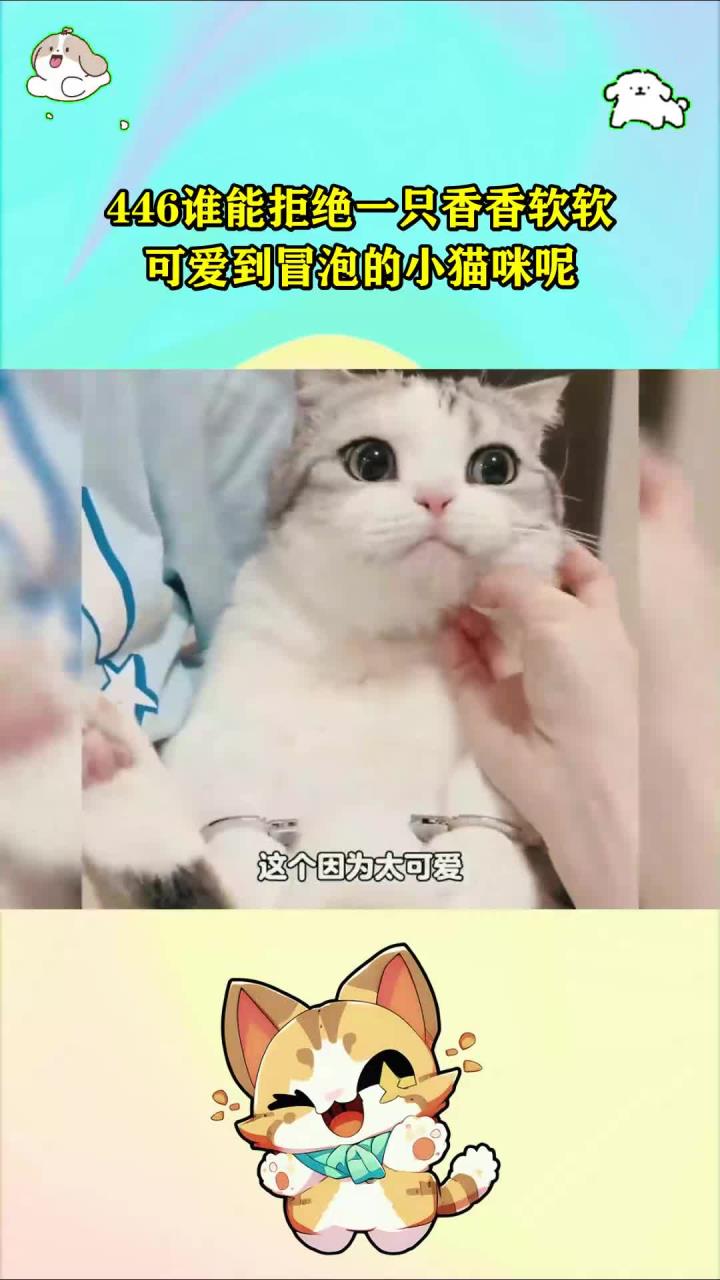 446谁能拒绝一只香香软软，可爱到冒泡的小猫咪呢