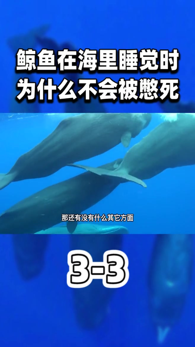 经常浮出水面呼吸的鲸鱼,在海里睡觉的时候,为什么不会被憋死?3