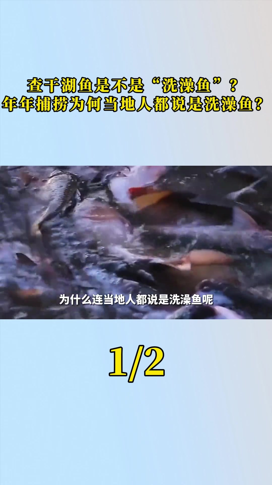 查干湖鱼是不是“洗澡鱼”？年年捕捞！为何当地人都说是洗澡鱼？