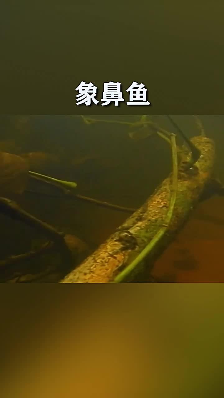 象鼻鱼