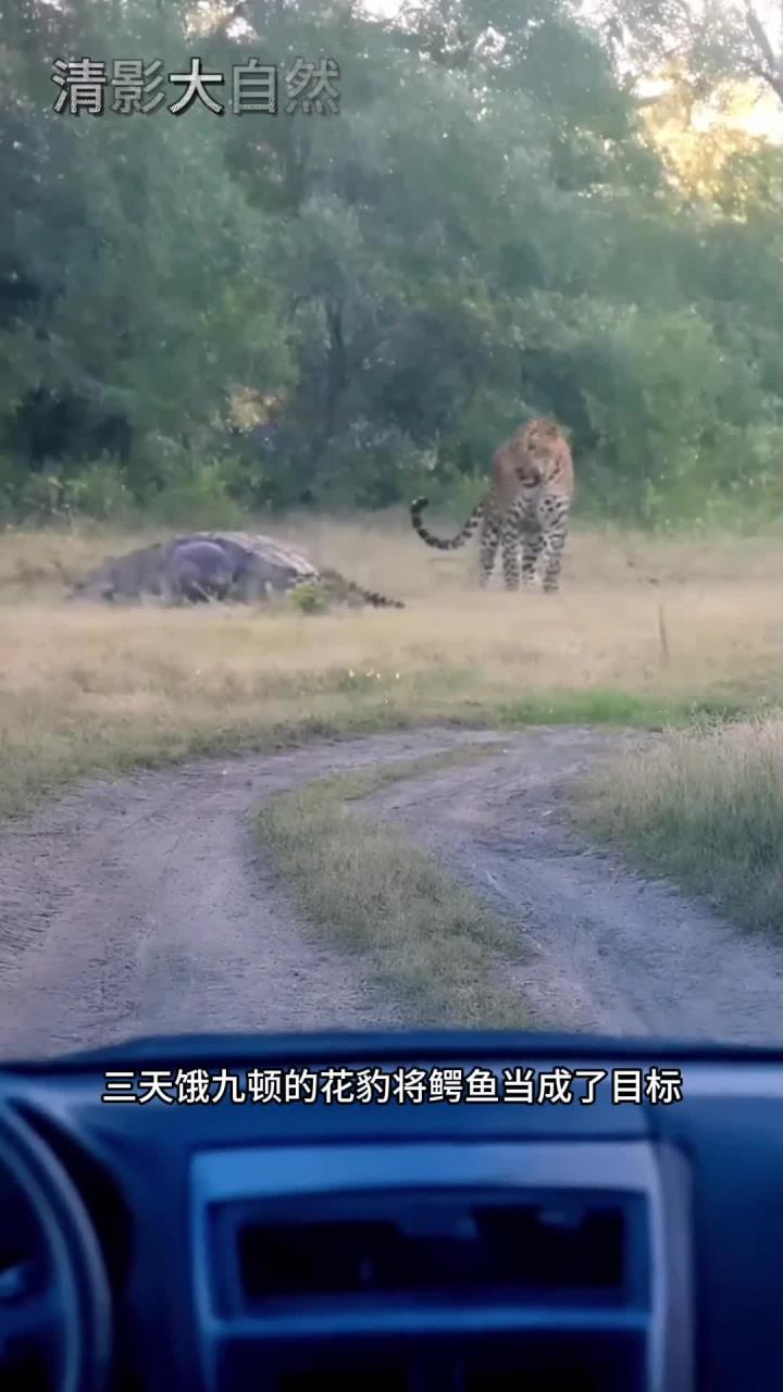花豹捕食鳄鱼的精彩瞬间