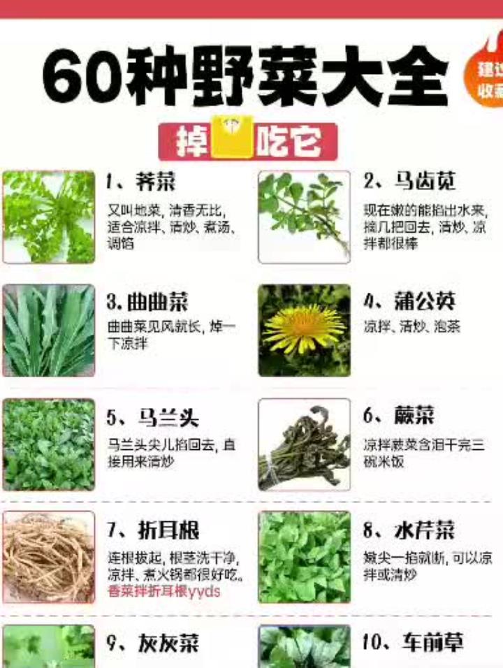 60种野菜大全,掉秤掉得快