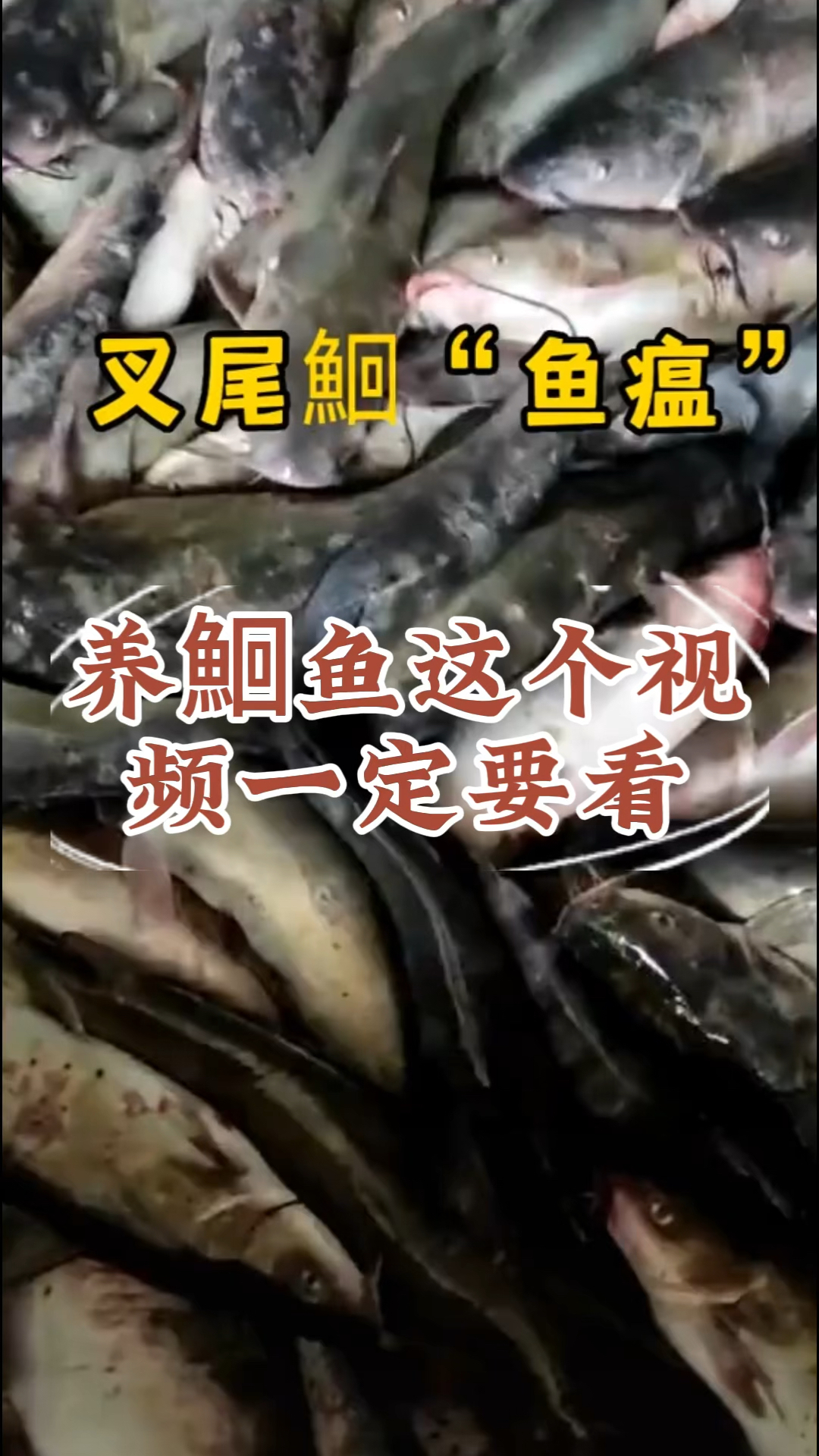 养鮰鱼这个视频一定要看