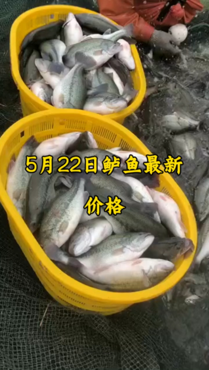 5月22 鲈鱼最新价格
