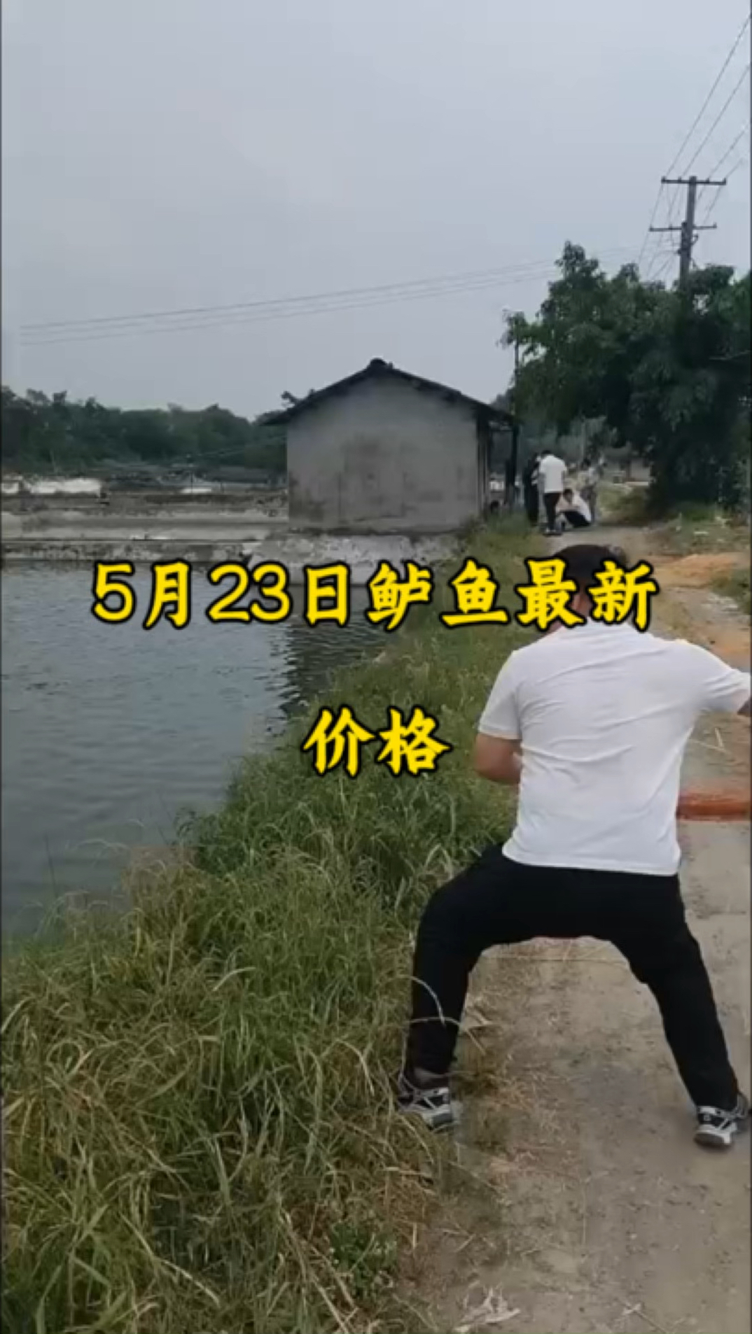 5月23号鲈鱼最新价格