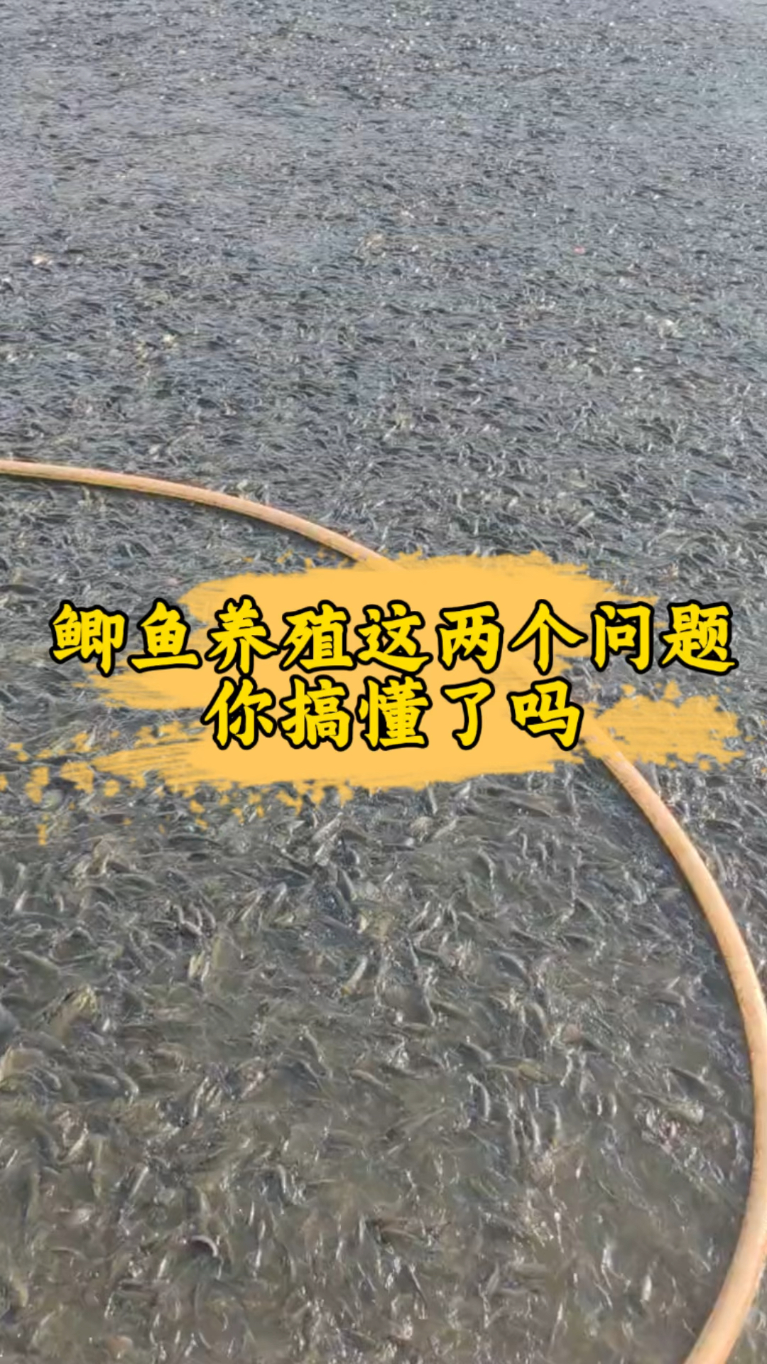 鲫鱼养殖一定要知道这两点