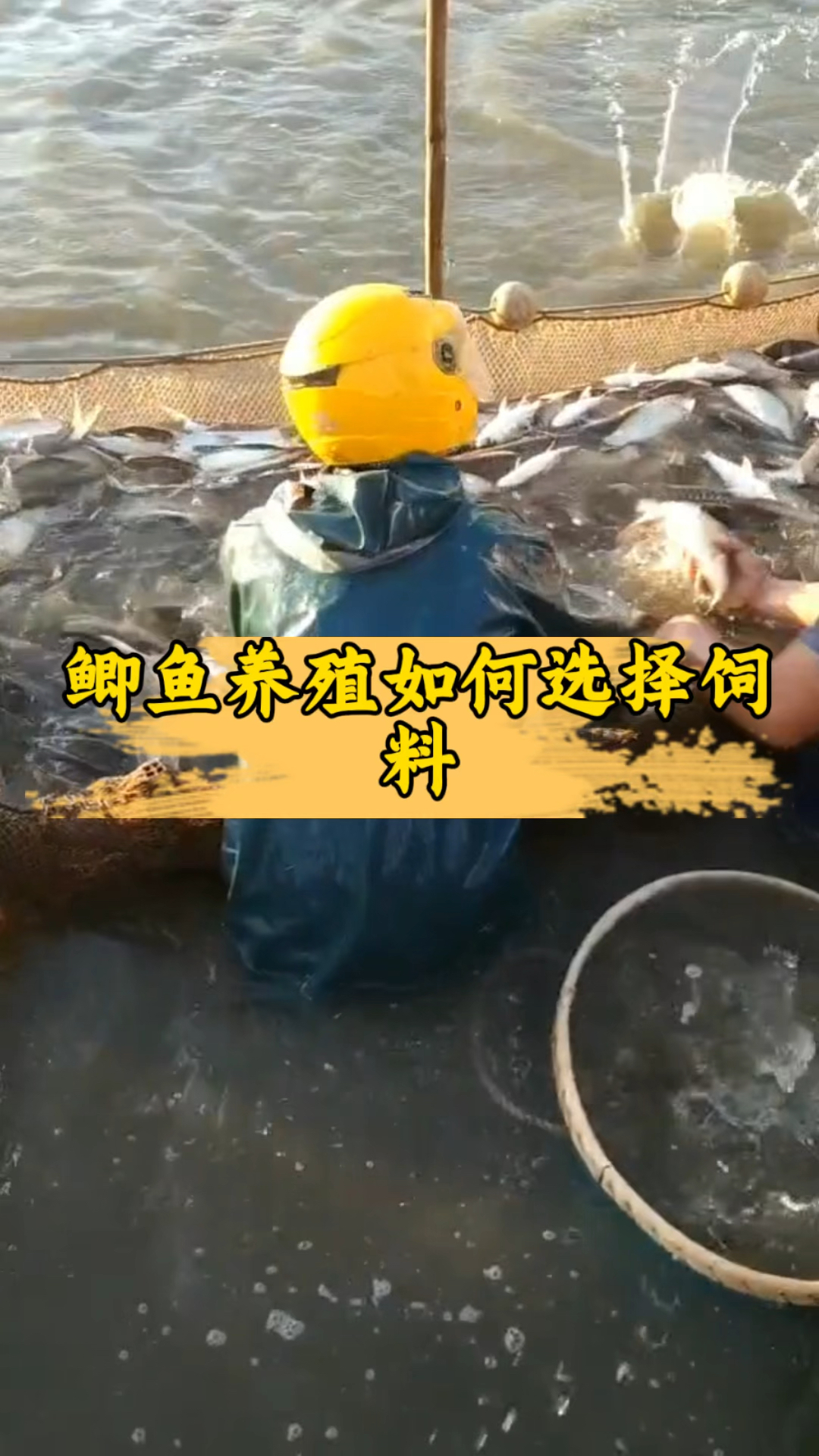 鲫鱼养殖如何选择饲料