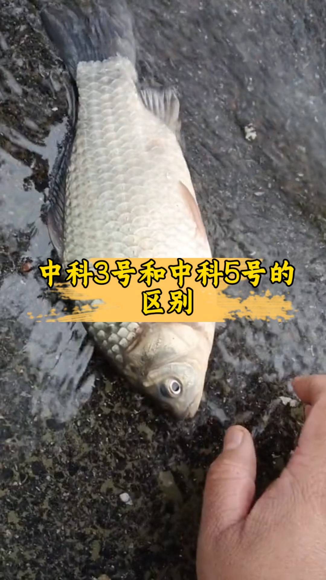 中科3号和5号的区别