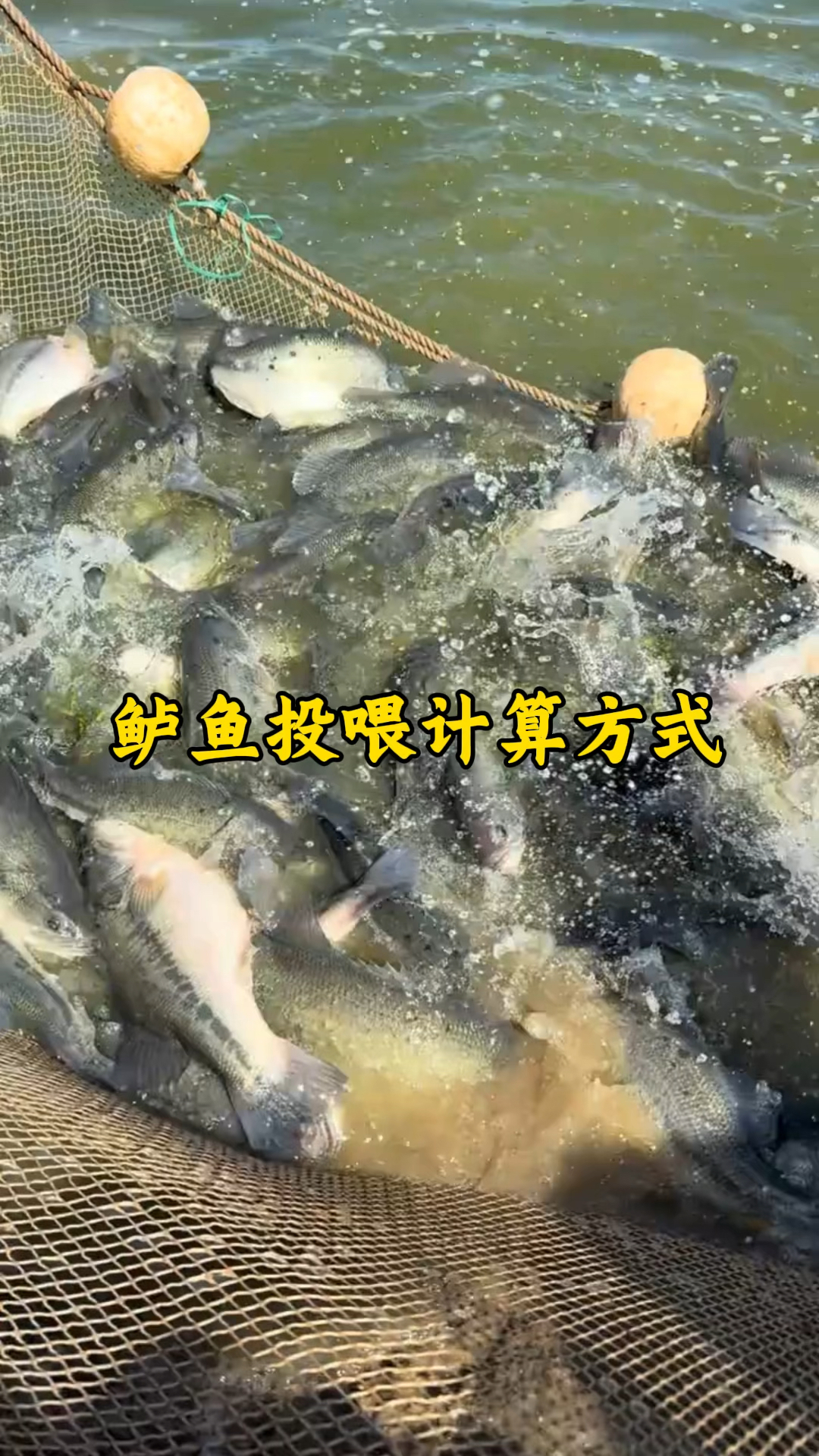 鲈鱼料比怎么算！