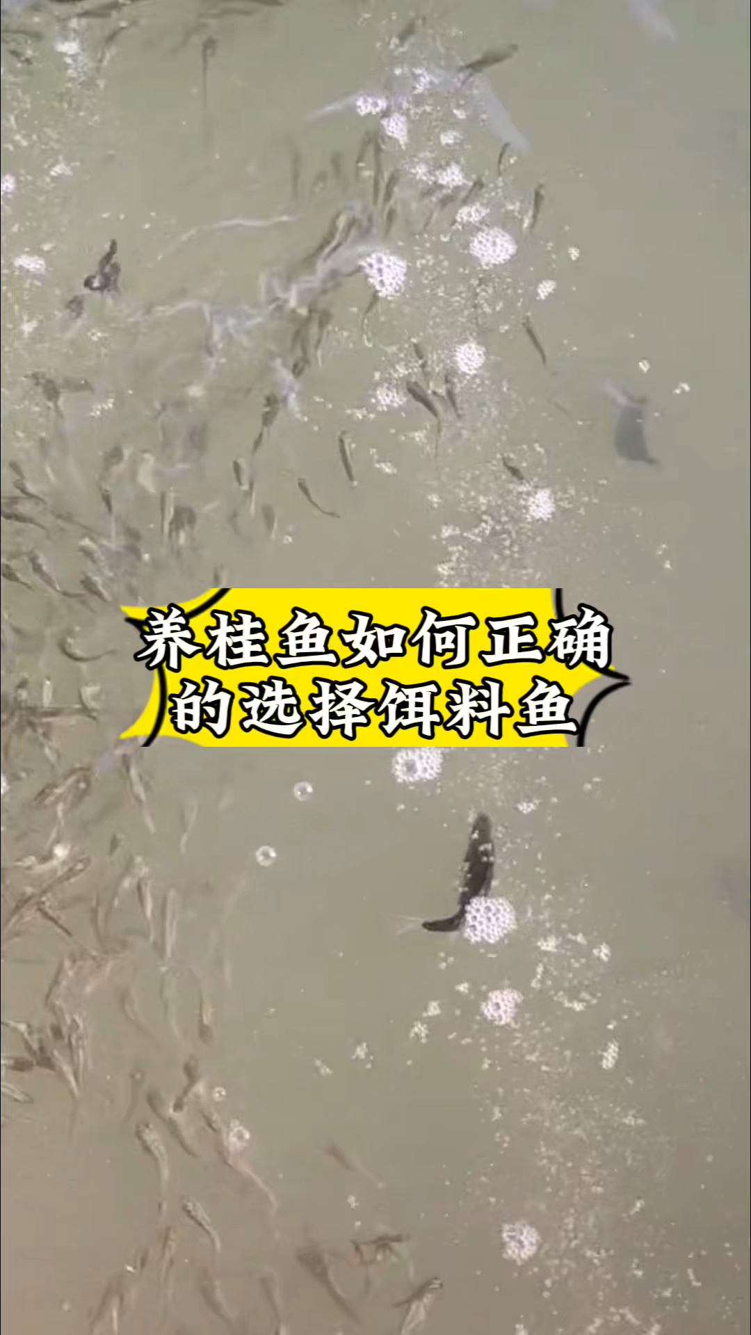 养鳜鱼如何选择饵料鱼