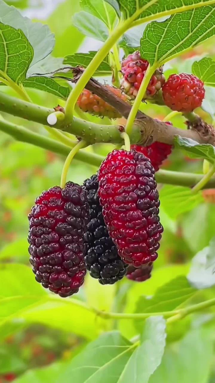 实拍农村种野果,你吃过几种