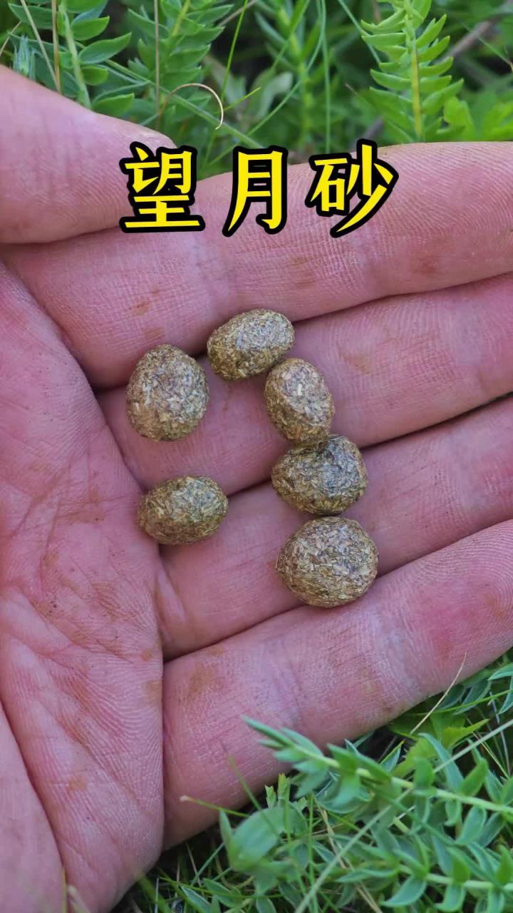 望月砂,是谁这么有才?竟然给兔子屎起了这么好听的名字,其实,兔子屎不仅名字好听