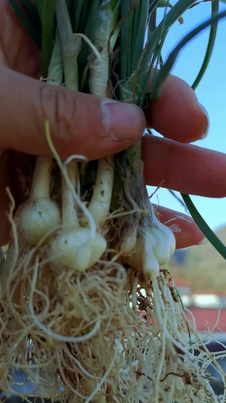 美味小根蒜它的学名叫薤白，喜欢吃野菜的朋友春季一定不要错过它了……