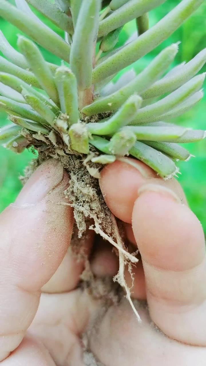 瓦松,一种生长在老旧瓦房上的草药,你那有吗?