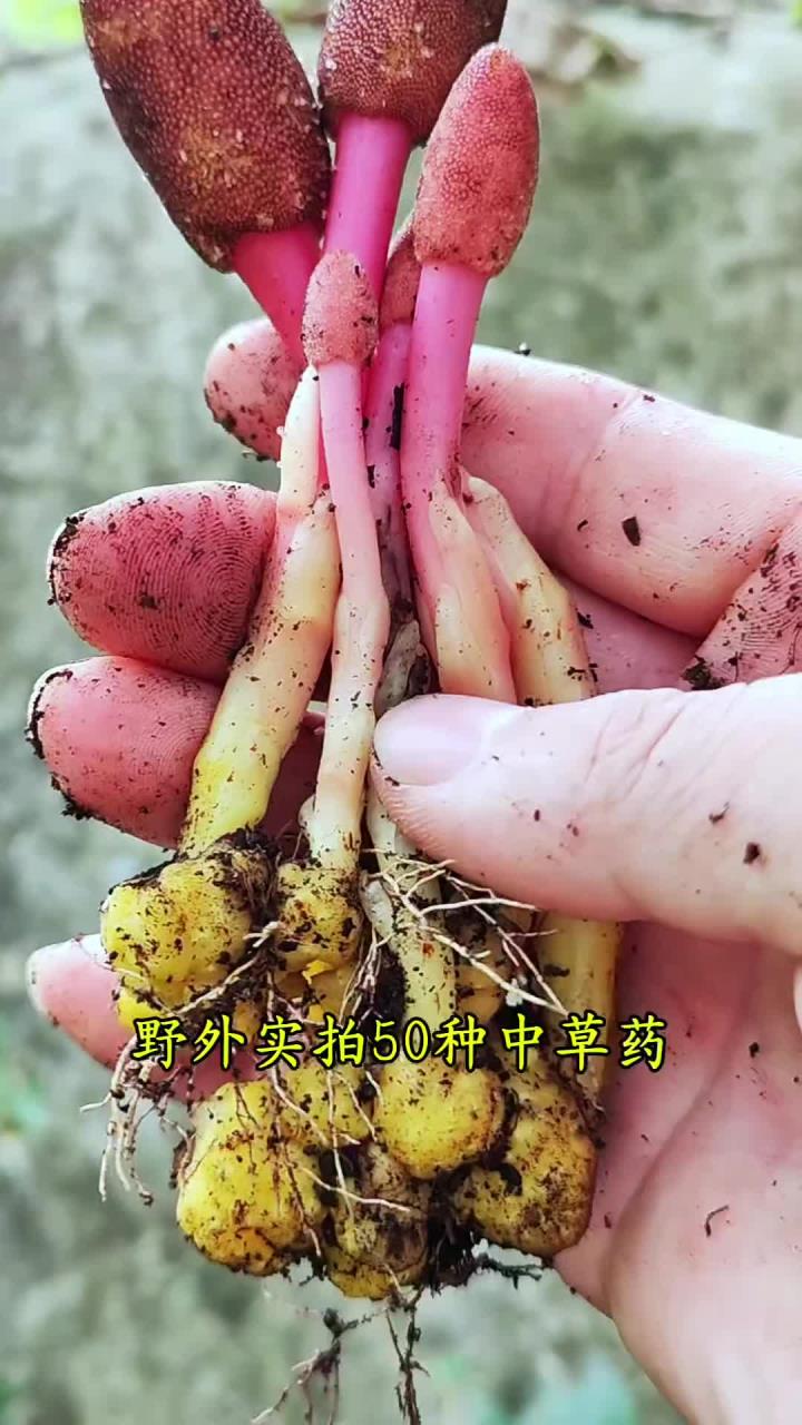 识百草回春草,紫花地丁,十大功劳,百合,茵陈……这期给大家分享种中草药,看看你见