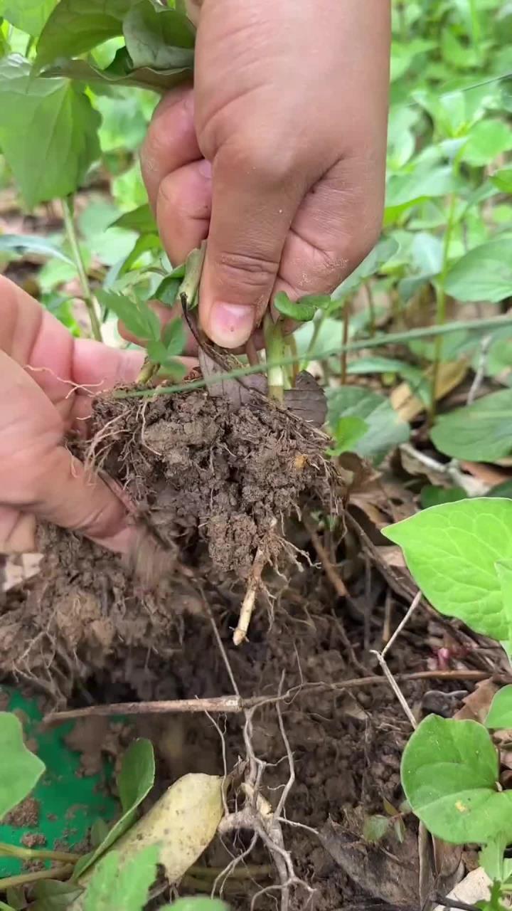 植物界的臭豆腐，鱼腥草又叫折耳根，村里老人常把它采回家煮鸡蛋