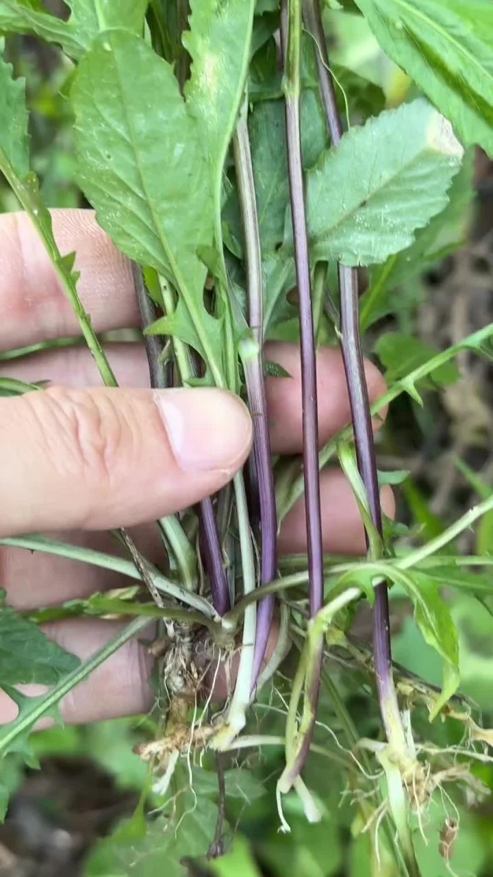 在两广地区出了名的塘葛菜，又叫蔊菜，野油菜，岁的老人看见常常把它挖回家