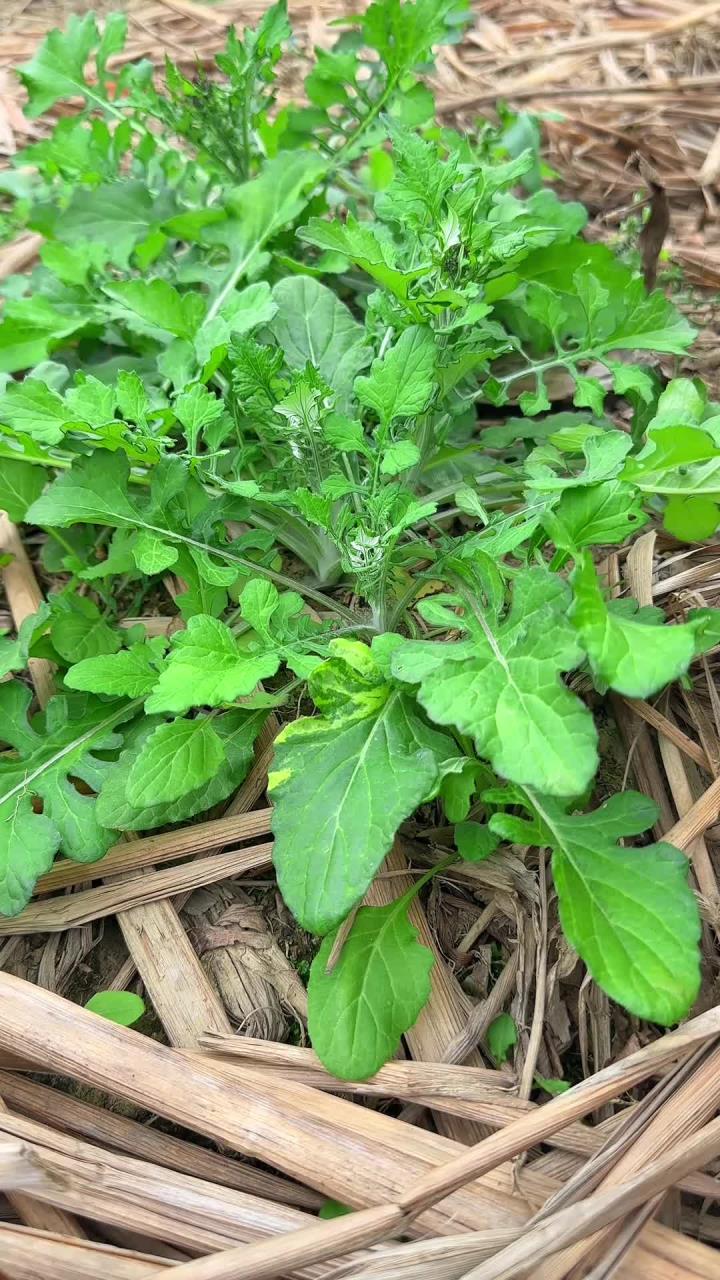 农村田间地头常见的泥胡菜,开着浅紫色的小花,你见过吗?